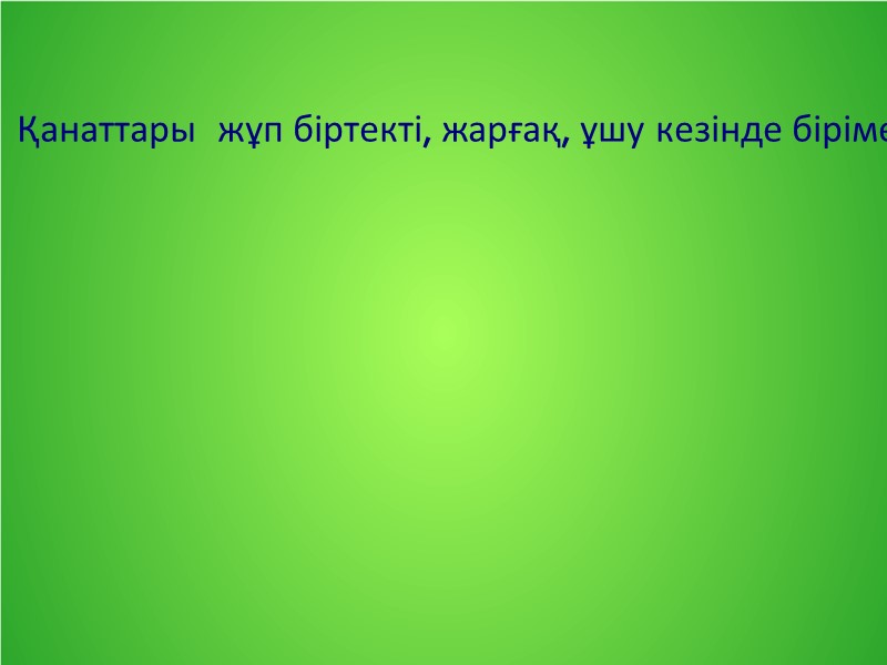 Қанаттары  жұп біртекті, жарғақ, ұшу кезінде бірімен-бірі артқы қанатының алдыңғы жиегіндегі көптеген ілгектері